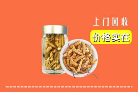 台江县回收散虫草